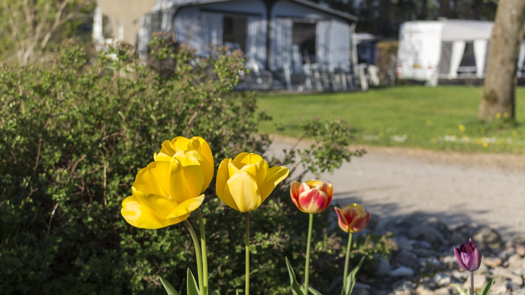 Save money on mobile home and cabin rental