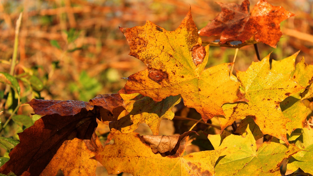 Autumn holidays (week 42): 5 days i your own caravan or tent - 107 EUR
